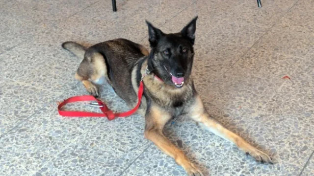 Bra esercitazione protezione civile 6